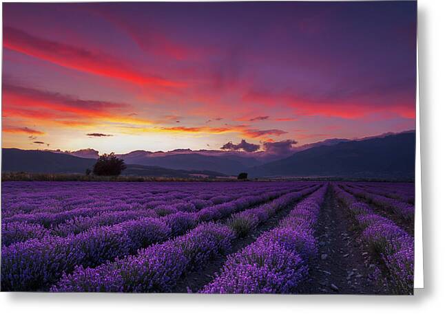 Lavender Field Greeting Cards