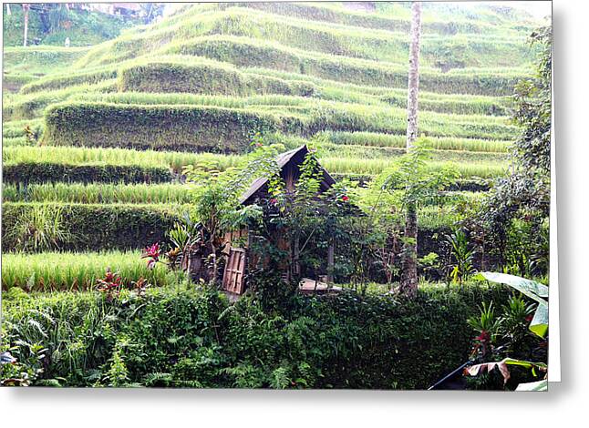 Rice Fields Greeting Cards