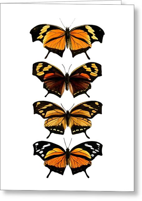 Butterfly Milkweed Greeting Cards
