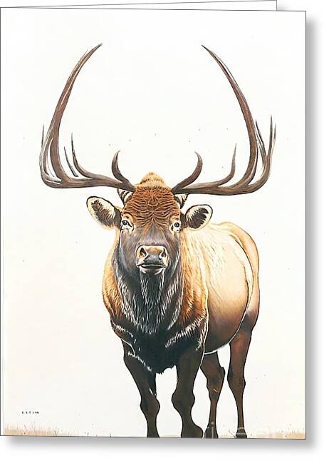 Elk County Greeting Cards
