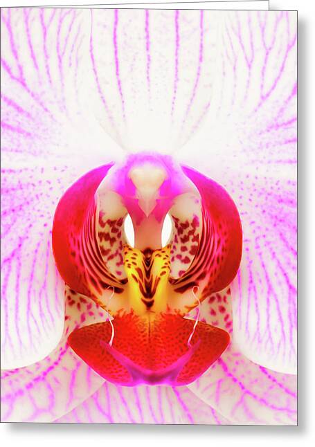 Red Orchids Greeting Cards
