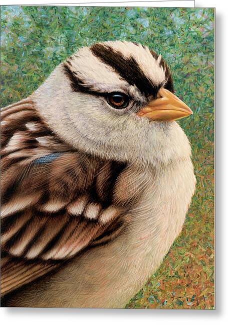 White-crowned Sparrow Greeting Cards