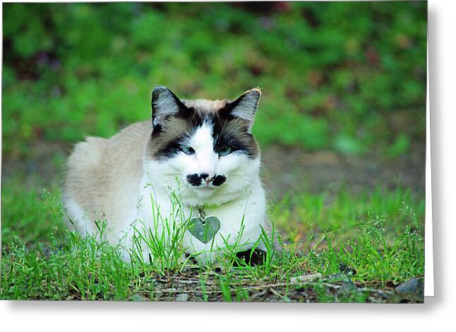 No Talk Me I'm Angry ,cute cat , angry cat , kitty' Panoramic Mug