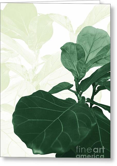 Fiddle Leaf Fig Art | Fine Art America