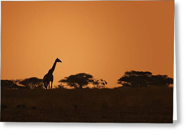 Masai Giraffe Greeting Cards