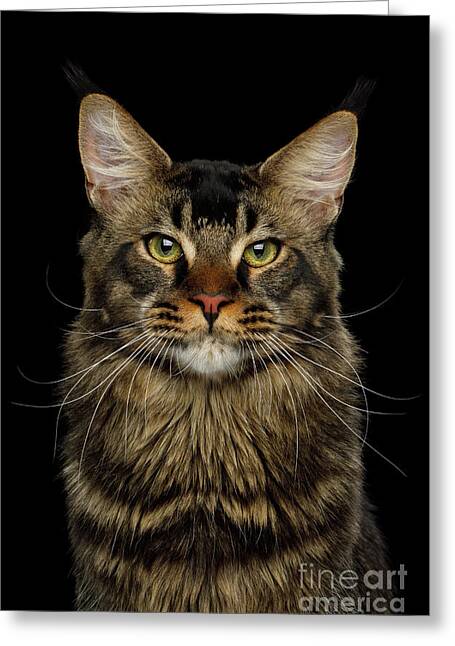 Main Coon Greeting Cards