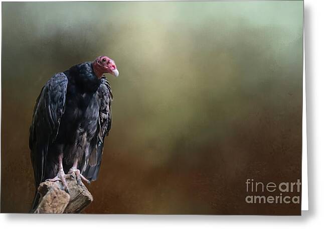 Turkey Vulture Greeting Cards
