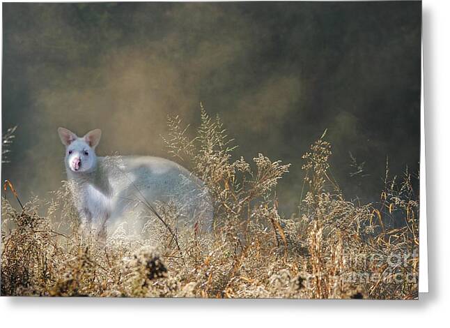 Bennetts Wallaby Greeting Cards