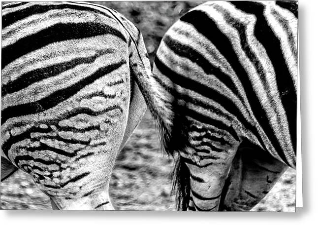  Photograph - Zebra Butts Philadelphia PA by Louis Dallara