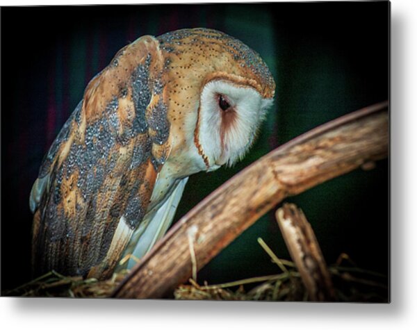  Photograph - Sad Owl in the Barn by Louis Dallara