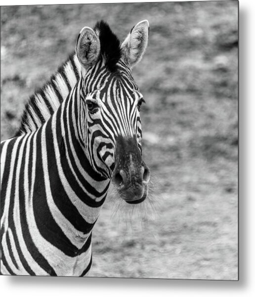  Photograph - Zebra in the Philadelphia PA Zoo by Louis Dallara