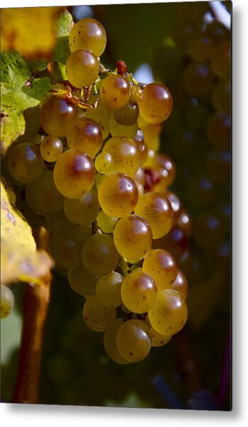 Golden Wine Grapes Metal Print