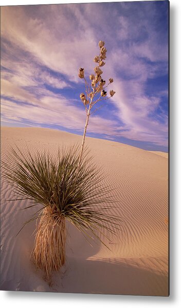 Soaptree Yucca  On Dune Metal Print