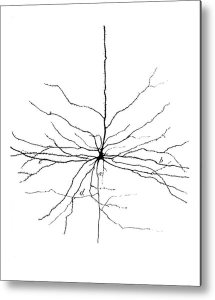 Metal Print featuring the photograph Pyramidal Cell In Cerebral Cortex, Cajal #1 by Science Source