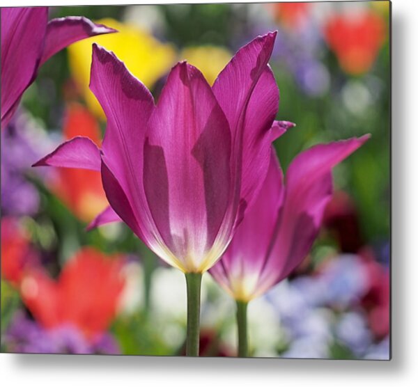 Radiant Purple Tulips Metal Print