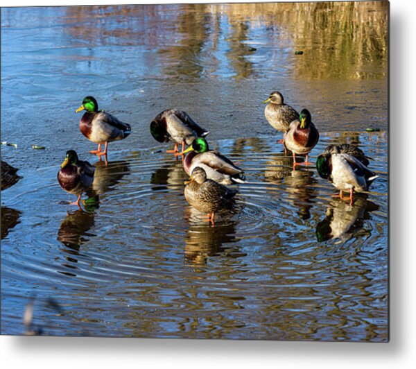  Photograph - Mallard ducks chilling out by Louis Dallara