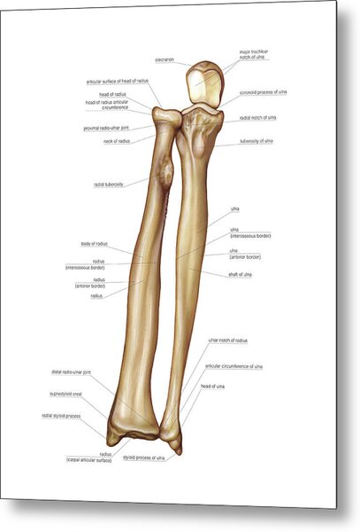 Bones Of Forearm Photograph by Asklepios Medical Atlas