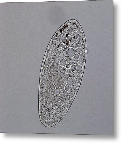  Paramecium  Multimicronucleatum Photograph by Dennis Kunkel 
