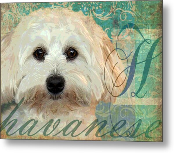 Download Havanese Dog Digital Art by Wendy Presseisen