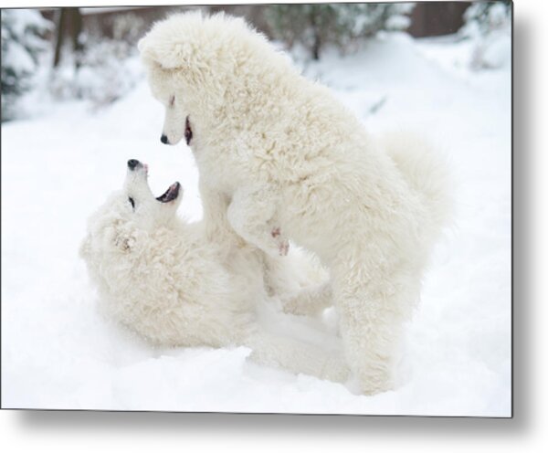Cute Puppies Playing In Snow