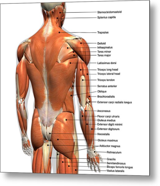 Labeled Anatomy Chart Of Male Back Photograph by Hank Grebe