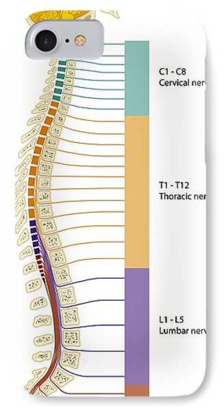 Spinal Cord Regions  Diagram Photograph By Art For Science