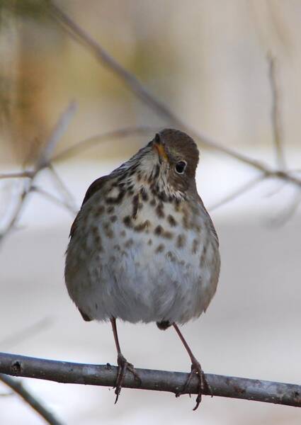 Inquisitive Hermit Thrush Poster