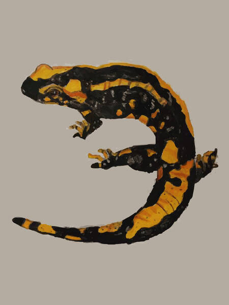 Fire Salamander for Sale | Fine Art