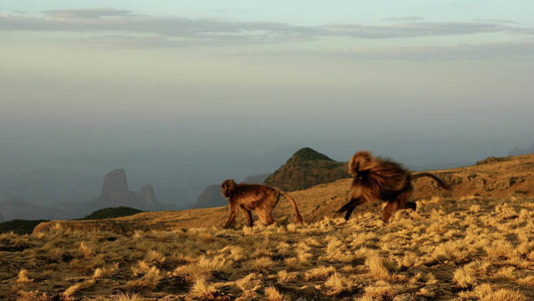 Gelada Baboons In Simien Mountains Poster by Nate Miller