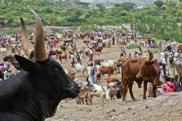 The Bati Animal Market. Ethiopia Poster by Neslab