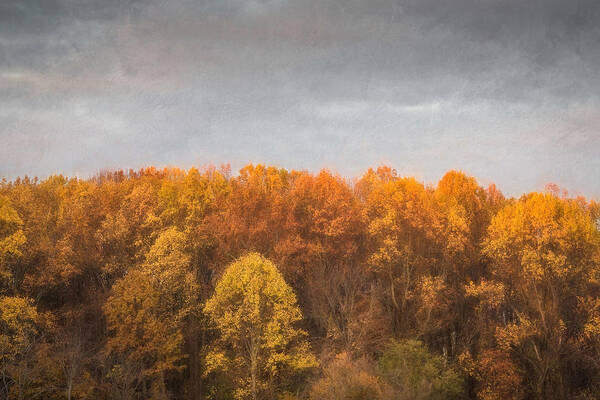 Tree Line In Autumn Poster