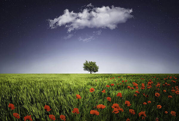 Solitary Tree in Poppy Field Poster