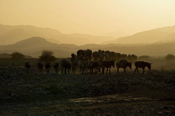 Camel Caravan Against The Sunset Poster by Guenterguni