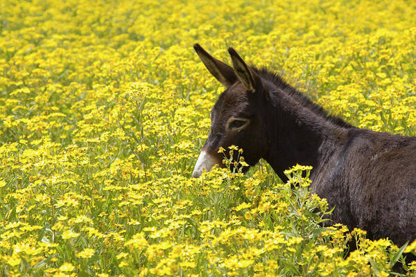 Donkey In Flowerfield, Ethiopia Poster by Lingbeek