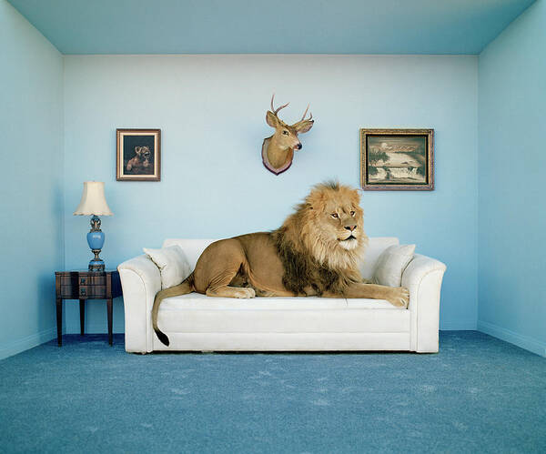 Lion Lying On Couch, Side View Poster