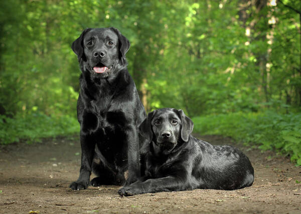 Two Black Labradors Poster by Sergey Ryumin
