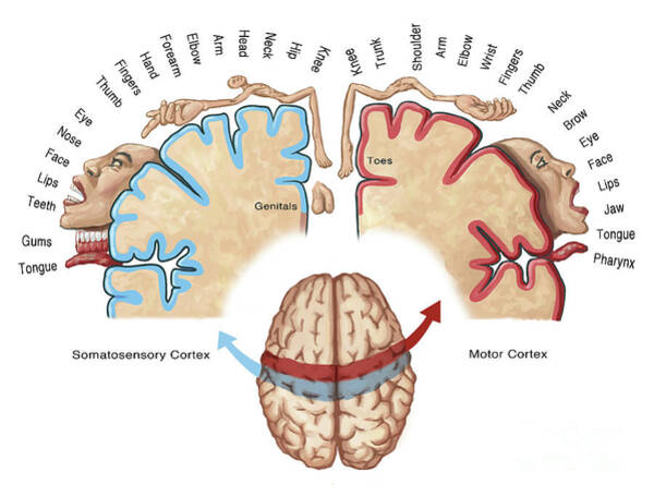 primary-somatosensory-cortex-homunculus-file-ba312-primary