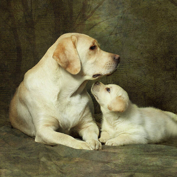 Labrador Dog Breed With Her Puppy Poster by Sergey Ryumin