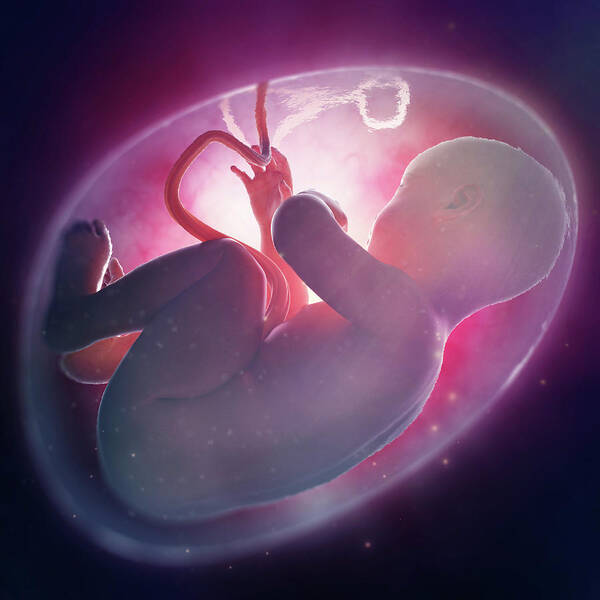 Fetal Development Posters | Fine Art America