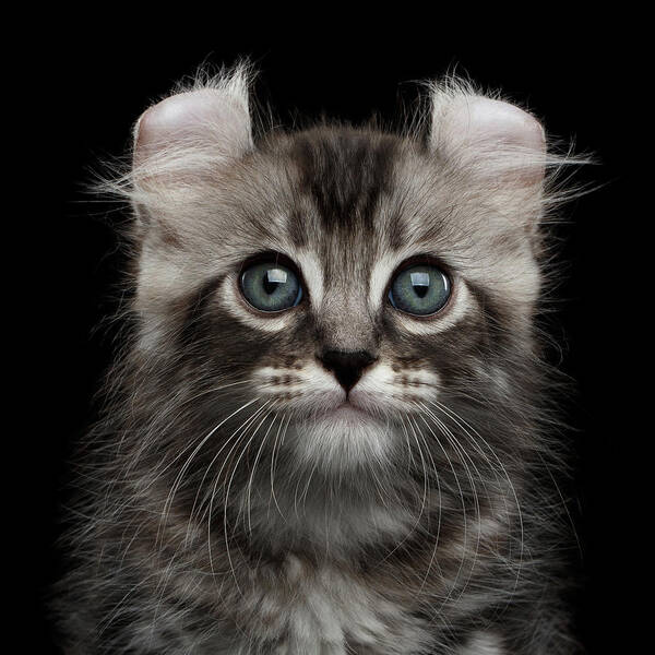 Cute American Curl Kitten With Twisted Ears Isolated Black Background Art Print