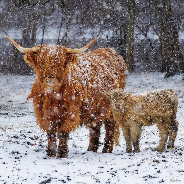 Wall Art - Photograph - Mother's Love - Scottish Highland cow and calf in snowy pasture by Peter Herman