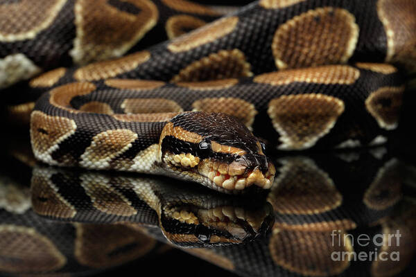Ball Or Royal Python Snake On Isolated Black Background Art Print