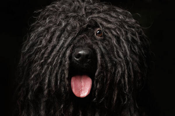 Close Up Portrait Of Puli Dog Isolated On Black Art Print