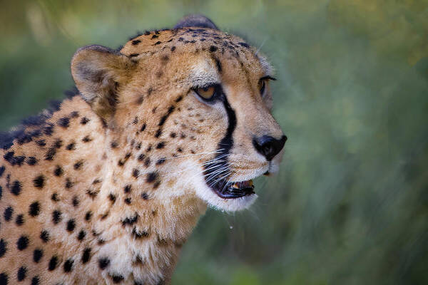  Photograph - A Cheetah's Stare by Tim Stanley