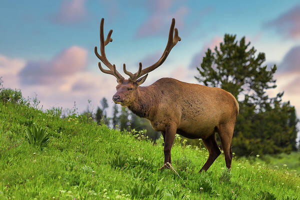  Photograph - Bull Elk in Yellowstone by Tim Stanley