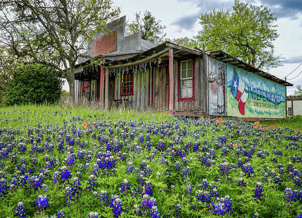  Photograph - Bluebonnets in Independence by Tim Stanley