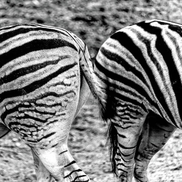  Photograph - Zebra Butts Philadelphia PA by Louis Dallara