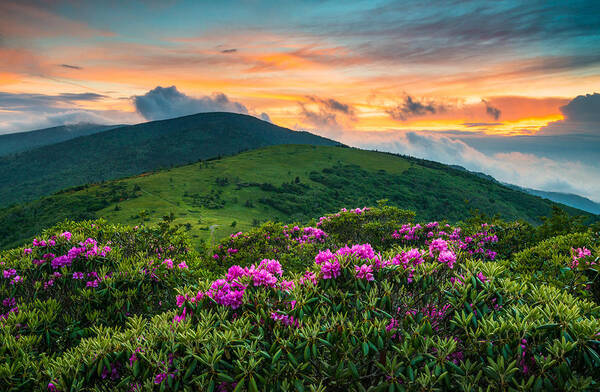 Mountain Sunset Over Blooming Rhododendrons Art Print