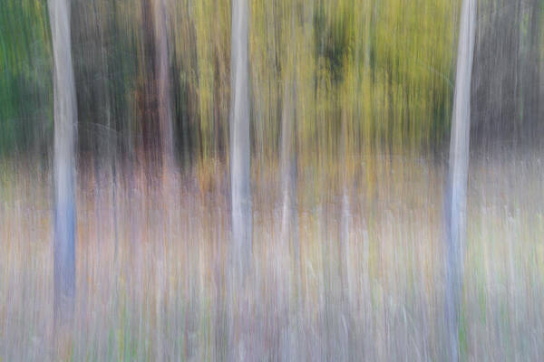 Artistic Birch Trees Art Print