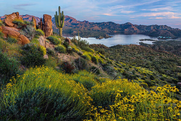 Wall Art - Photograph - Brittlebush Over Bartlett by Guy Schmickle